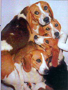 Doux, affecteux, prolif�re, le beagle est un mat�riel de laboratoire id�al